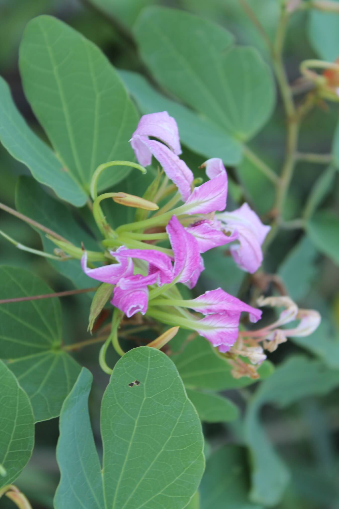 Bauhinia macranthera